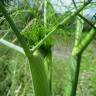 Fotografia 9 da espécie Anethum graveolens do Jardim Botânico UTAD