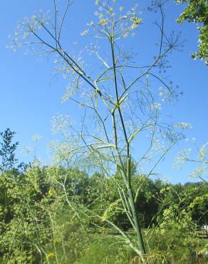 Fotografia 10 da espécie Anethum graveolens no Jardim Botânico UTAD