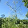 Fotografia 10 da espécie Anethum graveolens do Jardim Botânico UTAD