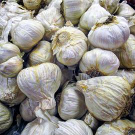 Fotografia da espécie Allium sativum