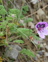 Erodium daucoides