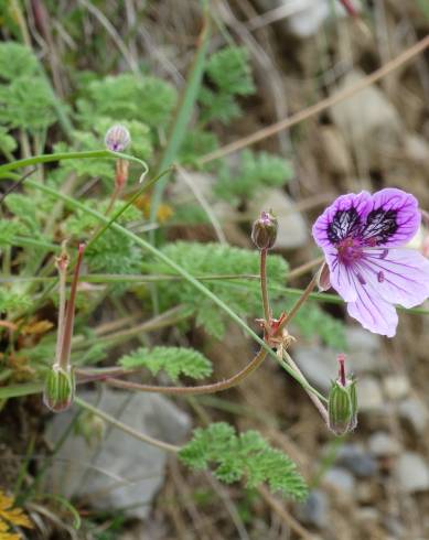 Fotografia de capa Erodium daucoides - do Jardim Botânico