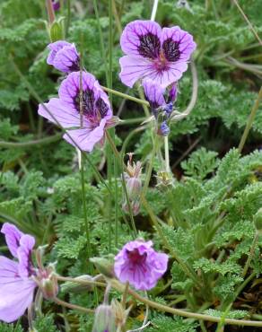 Fotografia 6 da espécie Erodium daucoides no Jardim Botânico UTAD