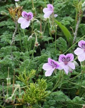 Fotografia 8 da espécie Erodium daucoides no Jardim Botânico UTAD