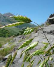 Fotografia da espécie Bromus squarrosus