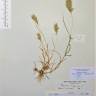 Fotografia de herbário 1 da espécie Bromus scoparius no Jardim Botânico UTAD