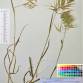 Fotografia 10 de herbário da espécie Bromus tectorum no Jardim Botânico UTAD
