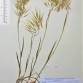 Fotografia 11 de herbário da espécie Bromus tectorum no Jardim Botânico UTAD