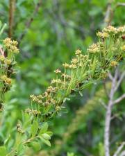 Fotografia da espécie Spiraea hypericifolia