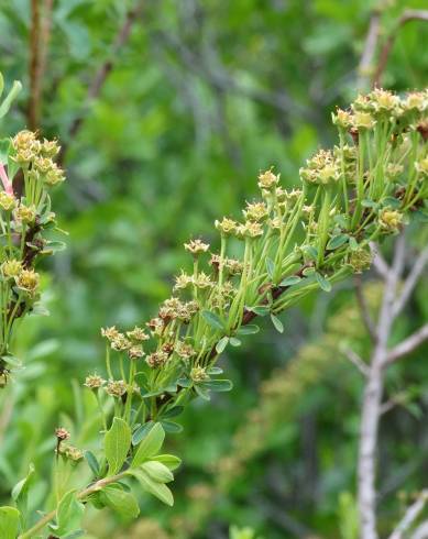 Fotografia de capa Spiraea hypericifolia subesp. obovata - do Jardim Botânico