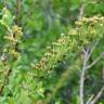 Fotografia 1 da espécie Spiraea hypericifolia subesp. obovata do Jardim Botânico UTAD