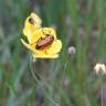 Fotografia 9 da espécie Ranunculus bupleuroides do Jardim Botânico UTAD