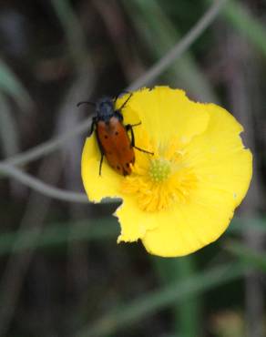 Fotografia 10 da espécie Ranunculus bupleuroides no Jardim Botânico UTAD