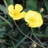 Fotografia 1 da espécie Ranunculus bupleuroides do Jardim Botânico UTAD