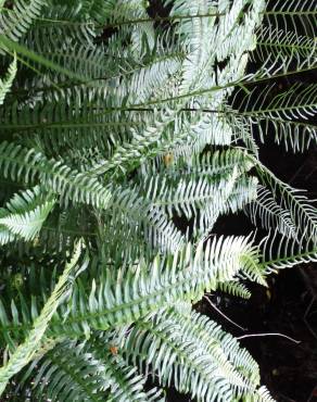 Fotografia 13 da espécie Blechnum spicant subesp. spicant var. spicant no Jardim Botânico UTAD