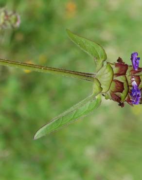 Fotografia 34 da espécie Prunella vulgaris no Jardim Botânico UTAD