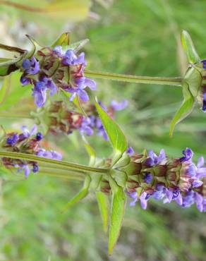 Fotografia 35 da espécie Prunella vulgaris no Jardim Botânico UTAD