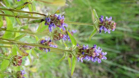 Fotografia da espécie Prunella vulgaris