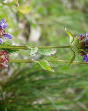 Fotografia 36 da espécie Prunella vulgaris no Jardim Botânico UTAD