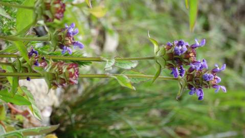 Fotografia da espécie Prunella vulgaris