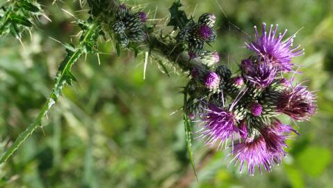 Fotografia da espécie Cirsium palustre