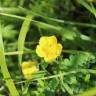 Fotografia 13 da espécie Helianthemum nummularium do Jardim Botânico UTAD