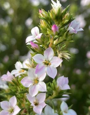 Fotografia 11 da espécie Diosma hirsuta no Jardim Botânico UTAD