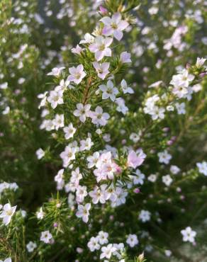 Fotografia 13 da espécie Diosma hirsuta no Jardim Botânico UTAD