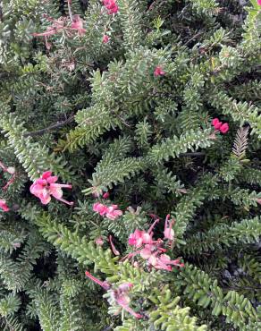 Fotografia 15 da espécie Grevillea lanigera no Jardim Botânico UTAD