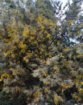 Fotografia 13 da espécie Acacia baileyana no Jardim Botânico UTAD