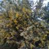 Fotografia 13 da espécie Acacia baileyana do Jardim Botânico UTAD