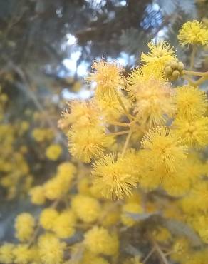 Fotografia 14 da espécie Acacia baileyana no Jardim Botânico UTAD