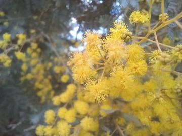 Fotografia da espécie Acacia baileyana