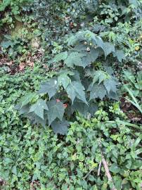 Fotografia da espécie Abutilon x hybridum