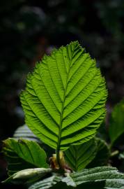 Fotografia da espécie Alnus incana