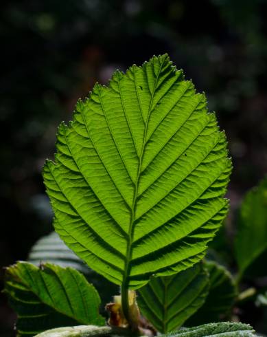 Fotografia de capa Alnus incana - do Jardim Botânico