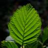 Fotografia 1 da espécie Alnus incana do Jardim Botânico UTAD