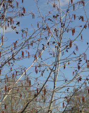 Fotografia 3 da espécie Alnus incana no Jardim Botânico UTAD