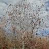 Fotografia 4 da espécie Alnus incana do Jardim Botânico UTAD