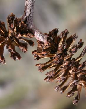 Fotografia 6 da espécie Alnus incana no Jardim Botânico UTAD