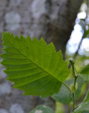 Fotografia 8 da espécie Alnus incana no Jardim Botânico UTAD