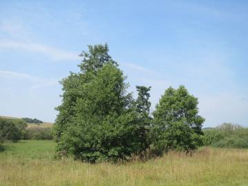 Fotografia da espécie Alnus incana