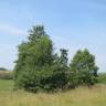 Fotografia 9 da espécie Alnus incana do Jardim Botânico UTAD