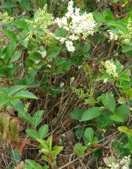 Ligustrum ovalifolium