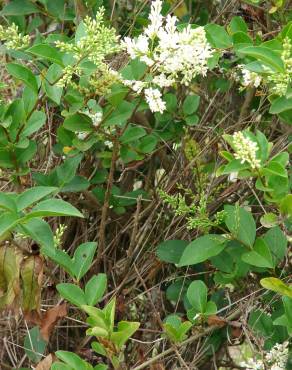 Fotografia 1 da espécie Ligustrum ovalifolium no Jardim Botânico UTAD