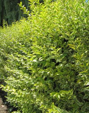 Fotografia 3 da espécie Ligustrum ovalifolium no Jardim Botânico UTAD