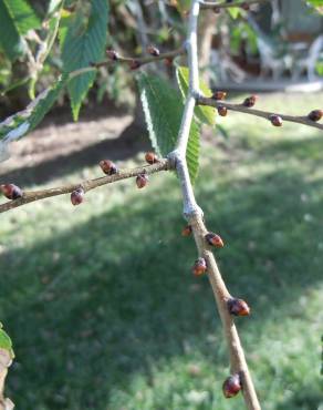 Fotografia 4 da espécie Ulmus pumila no Jardim Botânico UTAD