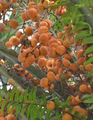Butia eriospatha