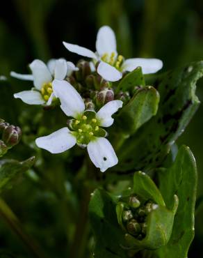 Fotografia 3 da espécie Cochlearia officinalis no Jardim Botânico UTAD