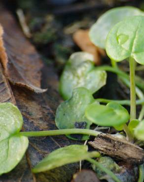 Fotografia 5 da espécie Cochlearia officinalis no Jardim Botânico UTAD